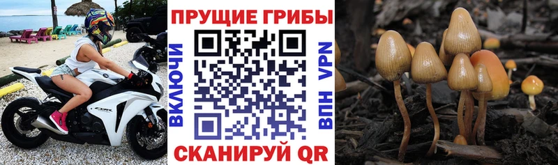 Галлюциногенные грибы Cubensis  blacksprut как зайти  Рыбное 